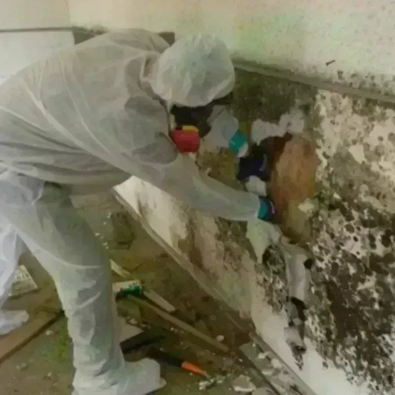 Mold Remediation and Removal in North Valley Stream, NY